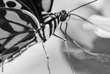 preview bw