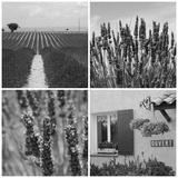 preview bw