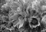 preview bw