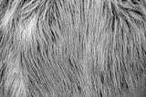 preview bw
