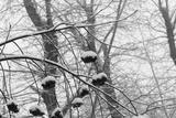 preview bw