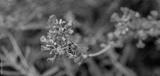 preview bw