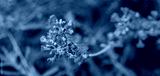 preview cold
