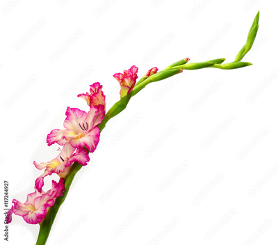 image to crop