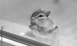 preview bw