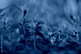 preview cold