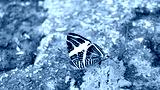 preview cold