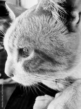 preview bw
