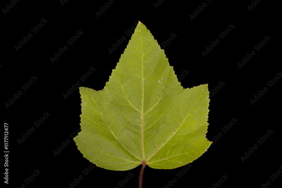 image to crop