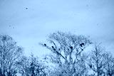preview cold