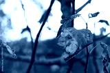 preview cold