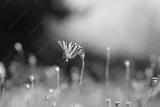 preview bw