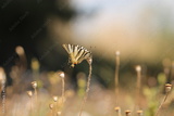 preview original
