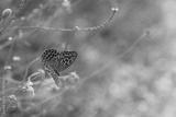 preview bw