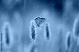 preview cold