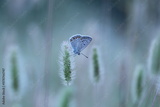 preview original