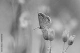 preview bw