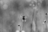 preview bw