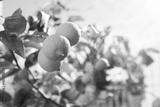 preview bw