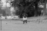 preview bw
