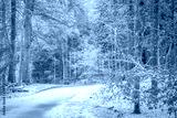 preview cold