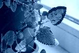 preview cold