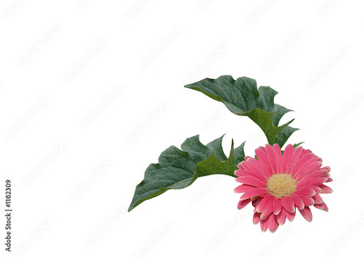 image to crop