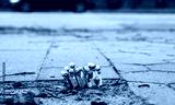 preview cold