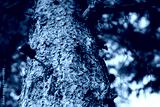 preview cold