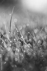 preview bw