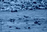 preview cold