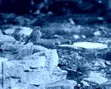 preview cold