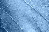 preview cold
