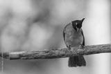 preview bw