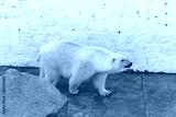 preview cold