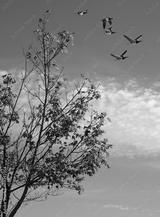 preview bw