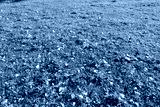 preview cold