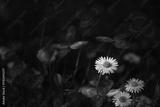 preview bw