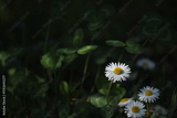 preview original