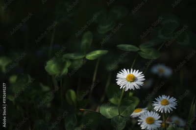 image to crop