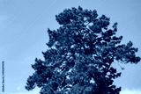 preview cold