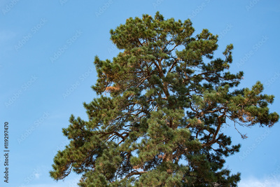 image to crop