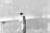 preview bw