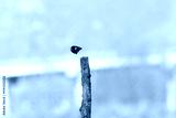 preview cold