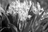 preview bw