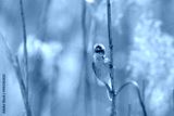 preview cold