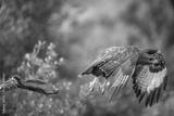 preview bw
