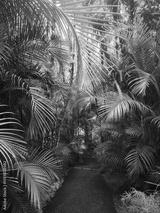 preview bw