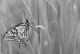 preview bw