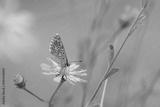 preview bw